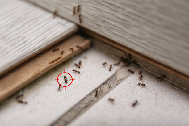 Best Spider Control Near Me  in Mackinac Island, MI