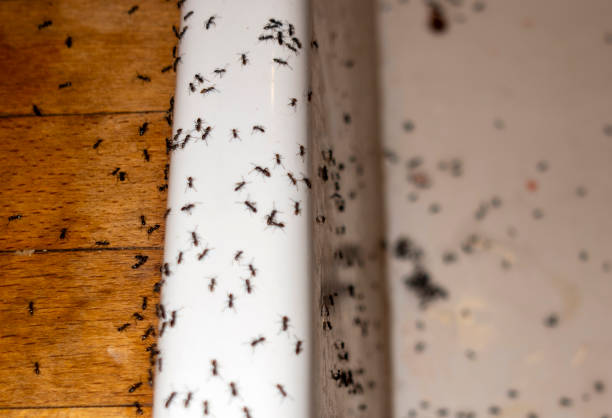 Best Wildlife Control Services  in Mackinac Island, MI